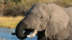 Botswana elephant slaughter: why the decision is controversial