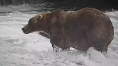 Fat Bear Week Winner: 89 Backpack Triumphs in Alaska